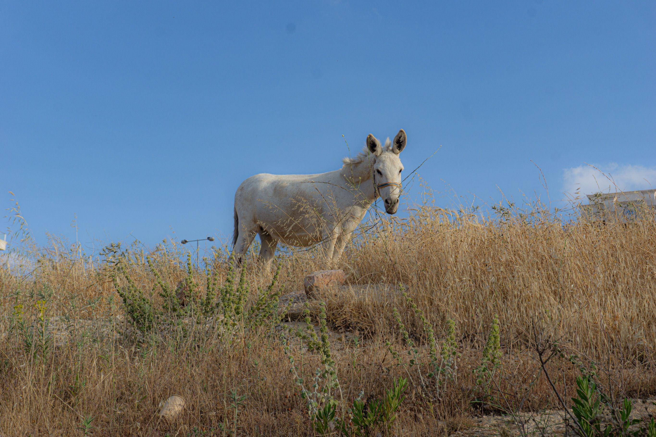 A white donkey wearing a rope harness stands in dry golden grass under a clear blue sky.